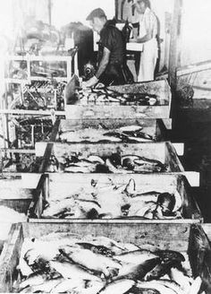 old-time-photograph-of-blue-pike-processing-for-market